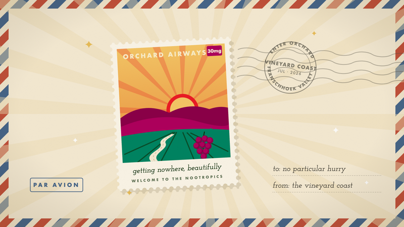 Retro travel stamp of vineyard rows and a winding lane at sunset on the Vineyard Coast, with a grape cluster, in Orchard's marigold and cream palette.